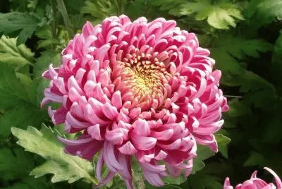 dalias