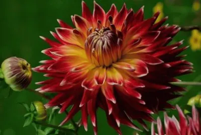 dalias