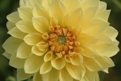 dalias
