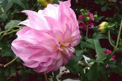 dalias