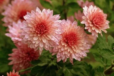 dalias