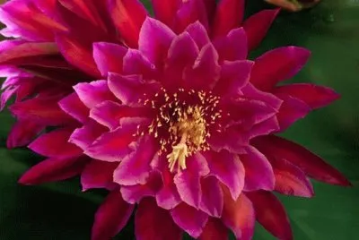 dalias