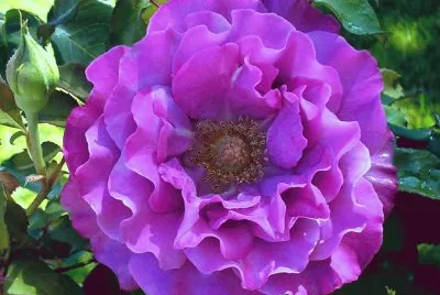 dalias