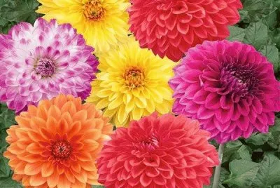dalias