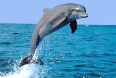 Delphin jigsaw puzzle