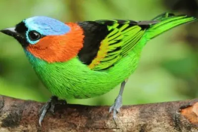 Aves