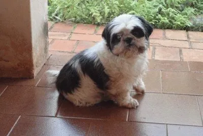Meu shitzu