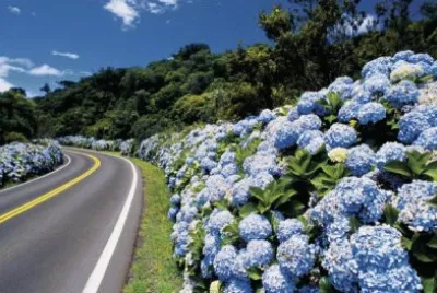 Flores