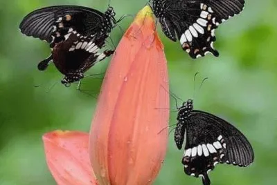 borboleta