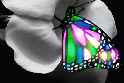 borboleta