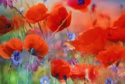 flores