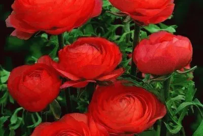 flores