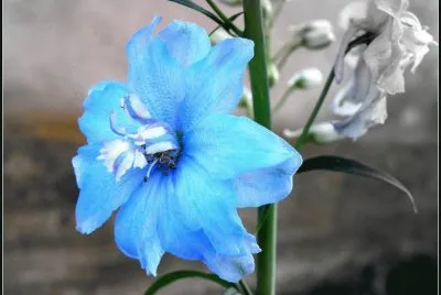 flores