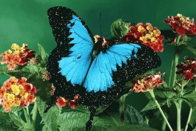 borboleta