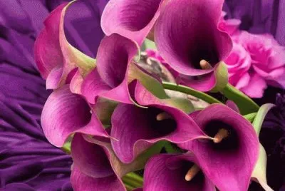 flores