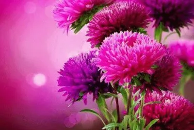 flores