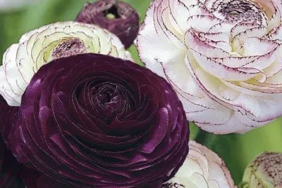 flores