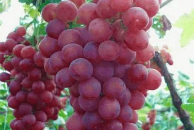 uvas