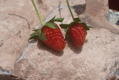 frutillas jigsaw puzzle