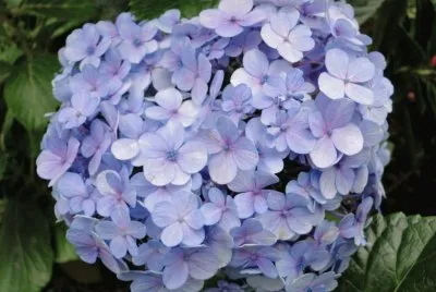 hortensia jigsaw puzzle