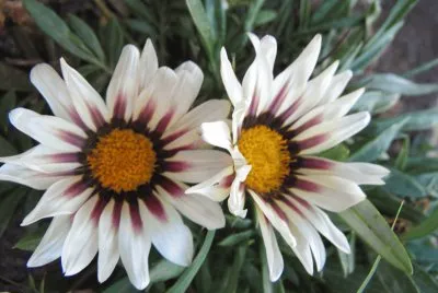 Gemelas