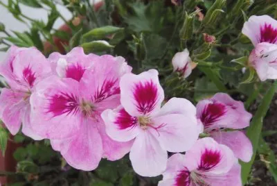Flores