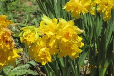 Narcisos