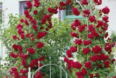 rosas