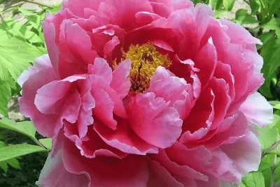 rosas