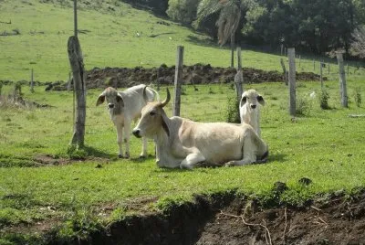 Animas