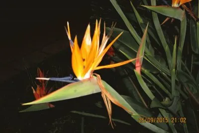 Ave en flor