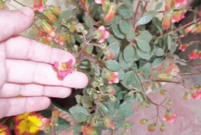 plantas