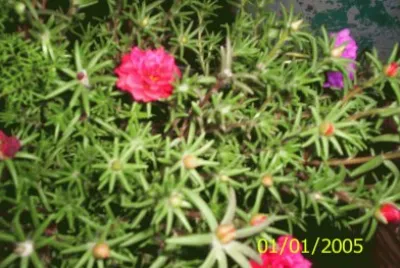 Flor