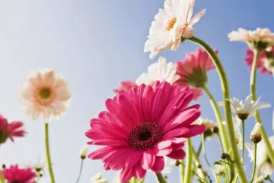 Margaridas