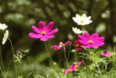 Flores