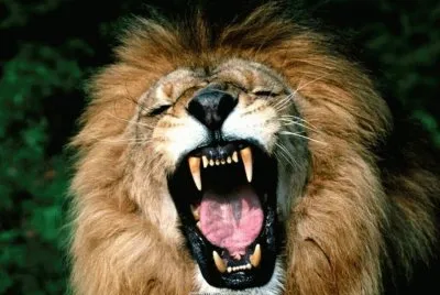ANIMALES