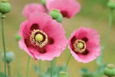 Flores