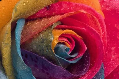 Amazing Rose