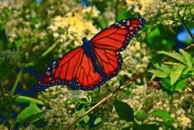 mariposa monarca jigsaw puzzle