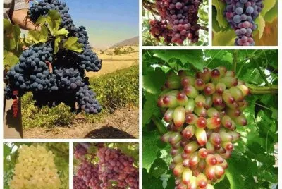 uvas
