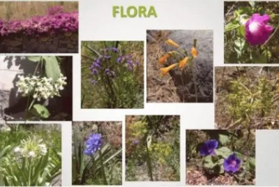 flor