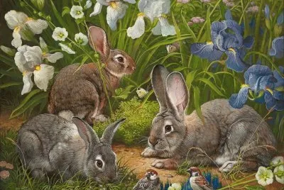 coelhos