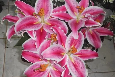 פאזל של Flores diversas