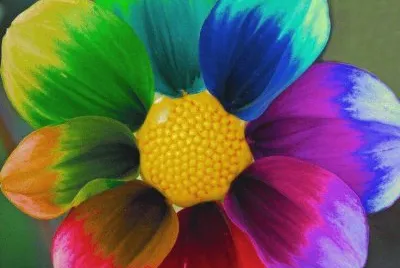 Color Flower