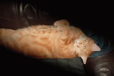 Misty,  9 year old, a totally loved little cat