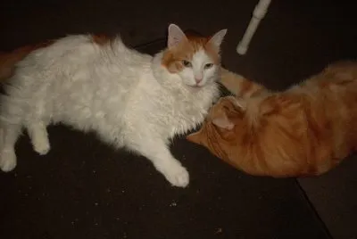 tiny,  at 16, he is still a little charmer