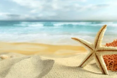 Meer mit Seestern jigsaw puzzle