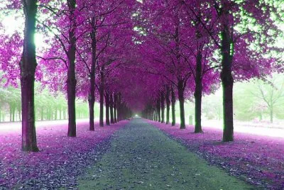 Allee