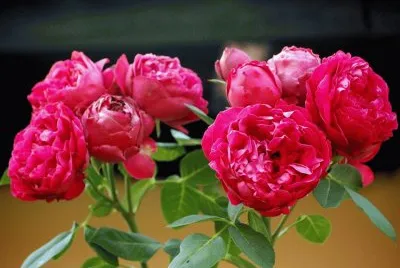 flores