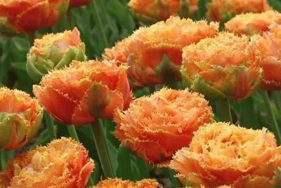 flores